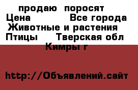 продаю  поросят  › Цена ­ 1 000 - Все города Животные и растения » Птицы   . Тверская обл.,Кимры г.